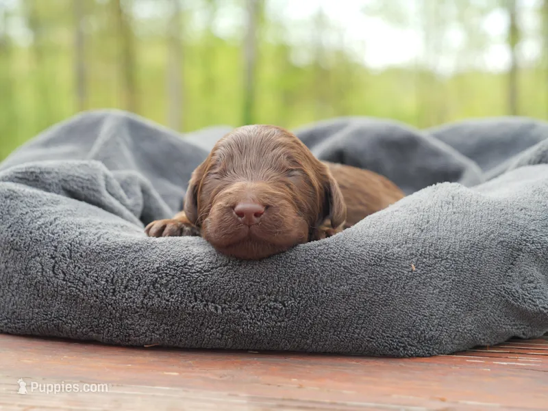 Kelvey O'Sally – Labradoodle puppy for sale in McMinnville, TN