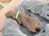 Kelvey O'Sally, a male Labradoodle for sale in McMinnville, TN – Photo 2 of 2