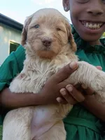 Leeli, a female Labradoodle for sale in McMinnville, TN – 5 of 5
