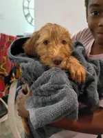 Leeli, a female Labradoodle for sale in McMinnville, TN – 4 of 5