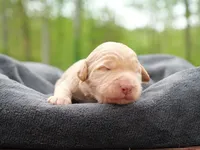 LeeLi Igiby , a male Labradoodle for sale in McMinnville, TN – Photo 2 of 2