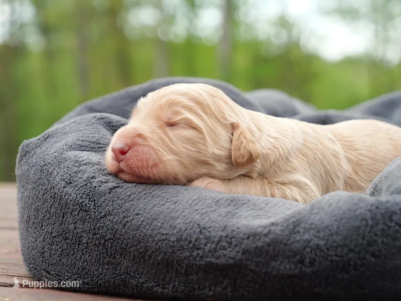 LeeLi Igiby  – Labradoodle puppy for sale in McMinnville, TN