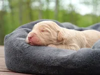 LeeLi Igiby , a male Labradoodle for sale in McMinnville, TN – Photo 1 of 2