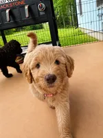 Leeli, a female Labradoodle for sale in McMinnville, TN – 1 of 5