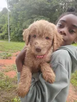 Leeli, a female Labradoodle for sale in McMinnville, TN – 3 of 5
