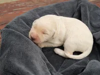 Esben Wingfeather, a male Labradoodle for sale in McMinnville, TN – Photo 2 of 2