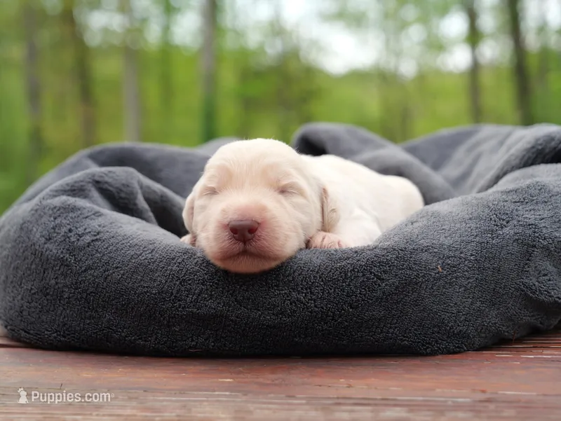 Esben Wingfeather – Labradoodle puppy for sale in McMinnville, TN
