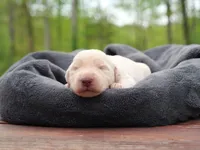 Esben Wingfeather, a male Labradoodle for sale in McMinnville, TN – Photo 1 of 2