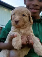 Leeli, a female Labradoodle for sale in McMinnville, TN – 2 of 5