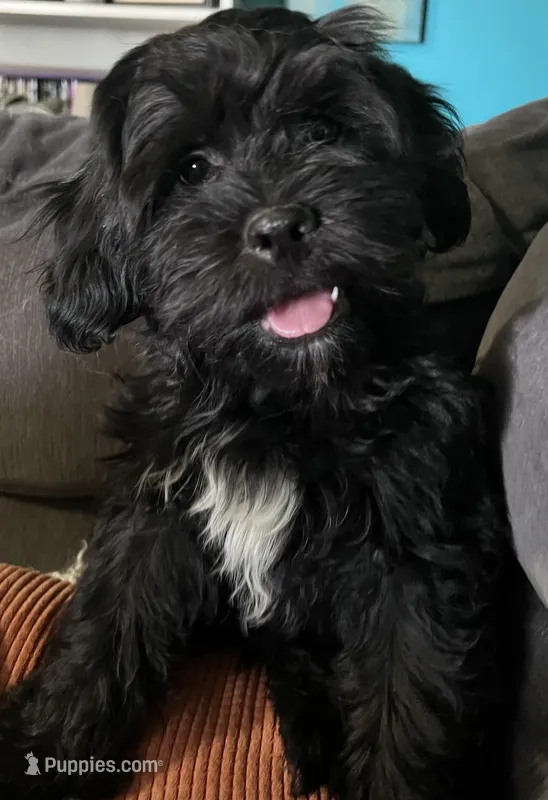 Tucker (Tux) – Cockapoo, Cocker Spaniel puppy for sale in Thatcher, AZ