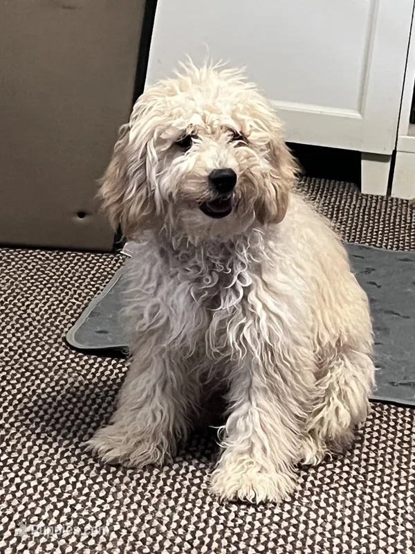 Biscuit (Apollo) – Cockapoo, Poodle - Miniature  puppy on hold in Thatcher, AZ