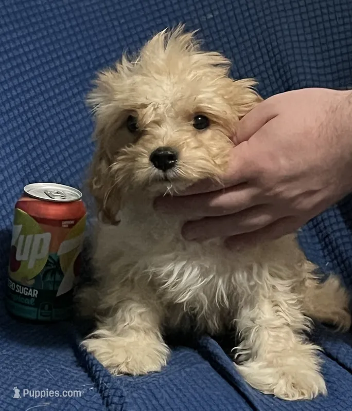 Pip – Cavapoo puppy for sale in Thatcher, AZ