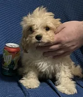 Pip, a male Cavapoo for sale in Thatcher, AZ – 2 of 7