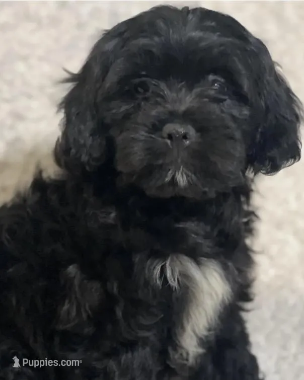 Tux – Cockapoo, Cocker Spaniel puppy for sale in Thatcher, AZ