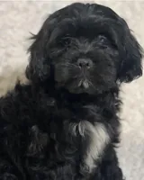 Tucker (Tux), a male Cockapoo and Cocker Spaniel for sale in Thatcher, AZ – 3 of 6