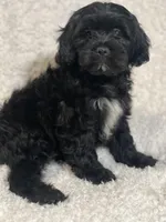 Tux, a male Cockapoo and Cocker Spaniel for sale in Thatcher, AZ – 2 of 4
