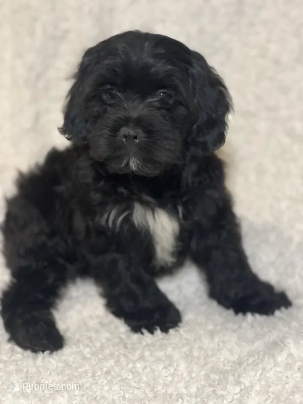 Tux – Cockapoo, Cocker Spaniel puppy for sale in Thatcher, AZ