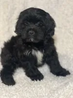 Tux, a male Cockapoo and Cocker Spaniel for sale in Thatcher, AZ – 1 of 4