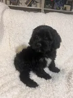 Tux, a male Cockapoo and Cocker Spaniel for sale in Thatcher, AZ – 3 of 4