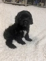 Tux, a male Cockapoo and Cocker Spaniel for sale in Thatcher, AZ – 4 of 4
