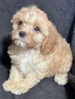 Bella, a female Cavapoo and Poodle - Miniature  for sale in Thatcher, AZ – 3 of 3