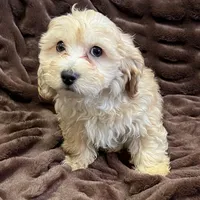 Ares, a male Cockapoo for sale in Thatcher, AZ – Photo 3 of 3
