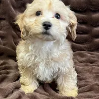 Ares, a male Cockapoo for sale in Thatcher, AZ – Photo 2 of 3