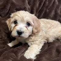 Ares, a male Cockapoo for sale in Thatcher, AZ – Photo 1 of 3