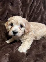 processed/9dc49e11-a02c-43aa-9854-cc4f5489560f/listing/20777e16-09b4-4c08-a9d2-ffb7be87036c/b0f1c336-47cc-47d3-a4e0-aef9933b0cd5