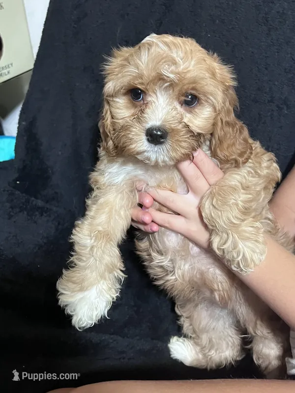 Dotty, a female Cavapoo and Poodle - Miniature  for sale in Thatcher, AZ – 1 of 3