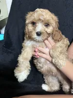 Dotty, a female Cavapoo and Poodle - Miniature  for sale in Thatcher, AZ – 1 of 3