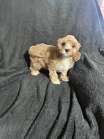Dotty, a female Cavapoo and Poodle - Miniature  for sale in Thatcher, AZ – 3 of 3