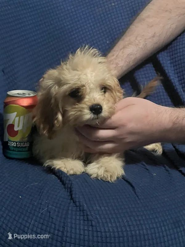 Pip – Cavapoo puppy for sale in Thatcher, AZ