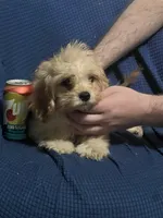 Pip, a male Cavapoo for sale in Thatcher, AZ – 5 of 7