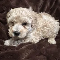 Apollo, a male Cockapoo for sale in Thatcher, AZ – Photo 3 of 3