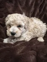 processed/9dc49e11-a02c-43aa-9854-cc4f5489560f/listing/41a0f51f-ceda-4533-a7e9-b6d6e6b0a643/2dc5bd93-9a92-4f2c-b0a1-357a7650245f