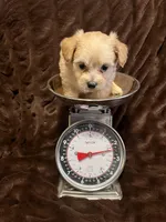 Athena, a female Cockapoo for sale in Thatcher, AZ – Photo 3 of 3