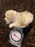 processed/9dc49e11-a02c-43aa-9854-cc4f5489560f/listing/41a0f51f-ceda-4533-a7e9-b6d6e6b0a643/9d236141-c53b-4a93-9639-8e881a63a48f