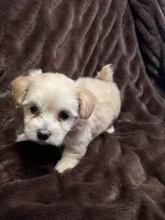 Athena, a female Cockapoo for sale in Thatcher, AZ – Photo 1 of 3