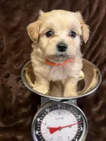 Athena, a female Cockapoo for sale in Thatcher, AZ – Photo 2 of 3