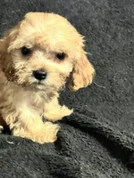 Pip, a male Cavapoo and Poodle - Miniature  for sale in Thatcher, AZ – 3 of 4