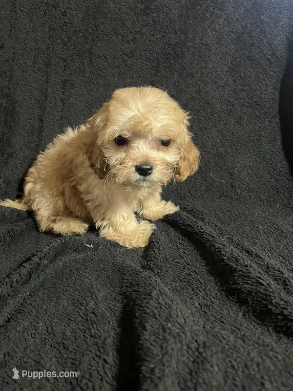 Pip – Cavapoo, Poodle - Miniature  puppy for sale in Thatcher, AZ