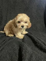 Pip, a male Cavapoo and Poodle - Miniature  for sale in Thatcher, AZ – 1 of 4