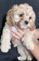 Bella, a female Cavapoo and Poodle - Miniature  for sale in Thatcher, AZ – 2 of 3