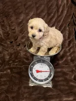 Aphrodite, a female Cockapoo for sale in Thatcher, AZ – Photo 3 of 3