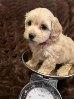 Aphrodite, a female Cockapoo for sale in Thatcher, AZ – Photo 2 of 3