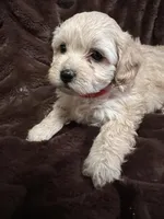 Aphrodite, a female Cockapoo for sale in Thatcher, AZ – Photo 1 of 3