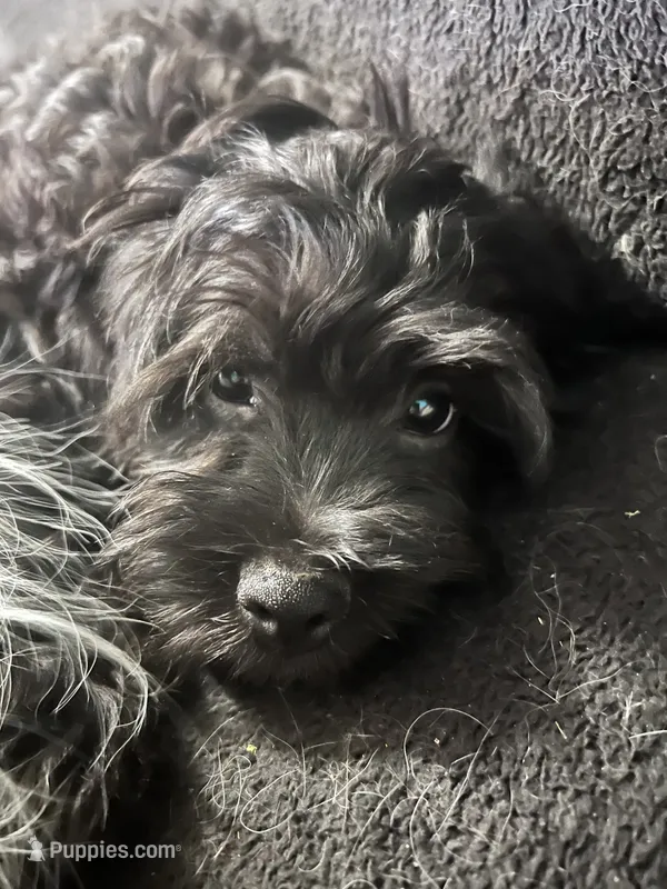 Tucker (Tux) – Cockapoo, Cocker Spaniel puppy for sale in Thatcher, AZ