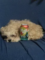 Pip, a male Cavapoo for sale in Thatcher, AZ – 4 of 7