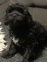 Tucker (Tux), a male Cockapoo and Cocker Spaniel for sale in Thatcher, AZ – 6 of 6